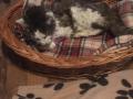 2019_11_15-Katze-Ehrmann-22