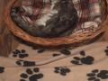 2019_11_15-Katze-Ehrmann-23