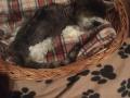 2019_11_15-Katze-Ehrmann-24