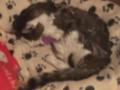 2019_11_15-Katze-Ehrmann-26