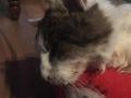 2019_11_15-Katze-Ehrmann-27