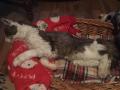 2019_11_15-Katze-Ehrmann-28