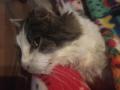 2019_11_15-Katze-Ehrmann-29