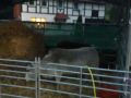 2019_11_26-Wilde-Hilde-Zelt-Schafgitter-08