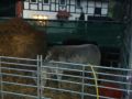 2019_11_26-Wilde-Hilde-Zelt-Schafgitter-09