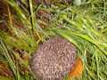 2019_12_03-Bellheim-Herxheim-Igel-3