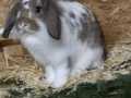 2019_12_12-Bellheim-Kaninchen-02