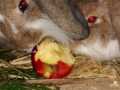 2019_12_12-Bellheim-Kaninchen-04