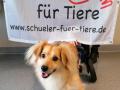 2020_01_29-Alsfeld-Kholaya-Rollihund-01