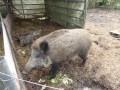 2020_04_13-Besuch-1-Waschbären-10