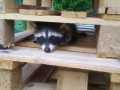2020_04_13-Besuch-1-Waschbären-4