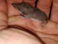 2020_04_13-Besuch-1-Waschbären-9