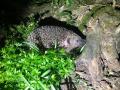 2020_04_18-Bellheim-Igel-02