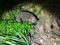 2020_04_18-Bellheim-Igel-03