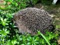 2020_04_18-Bellheim-Igel-05