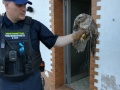 2020_04_24-Bussard-Tierrettung-2