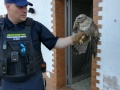 2020_04_24-Bussard-Tierrettung-3