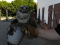 2020_04_24-Bussard-Tierrettung-5