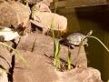2020_06_25-Alsfeld-Schildkröte-02