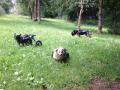 2020_06_30-Antriftal-Gassi-mit-Rolli-Hunden-03