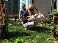2020_06_30-Antriftal-Gassi-mit-Rolli-Hunden-06