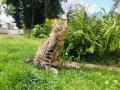 2020_07_23-Alsfeld-Katze-Lini-06