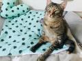 2020_07_23-Alsfeld-Katze-Lini-07