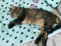 2020_07_23-Alsfeld-Katze-Lini-08