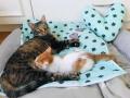 2020_07_23-Alsfeld-Katze-Lini-09
