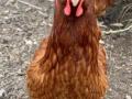 2020_08_08-Mainz-Ferienaktion-Huhn-01