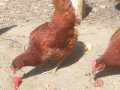 2020_08_08-Mainz-Ferienaktion-Huhn-02