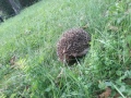 2020_09_02-Giessen-Igel-1
