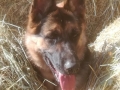 2020_09_07-Mainz-Hund-Leyla-01