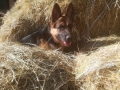 2020_09_07-Mainz-Hund-Leyla-02