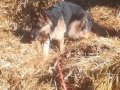 2020_09_07-Mainz-Hund-Leyla-03