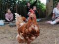 2020_09_09-Alsfeld-TSunterricht-Huhn-5
