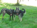 2020_09_24-Giessen-Hundethema-1