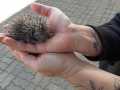 2020_09_28-Willi-Igel-2
