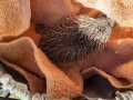 2020_09_28-Willi-Igel-3