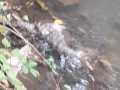 2020_10_02-Willi-toter-Hund-02-