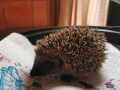 2020_10_05-Igel-neben-toter-Mutter-01