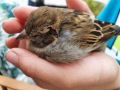 2020_10_29-Spatz-verletzt-01
