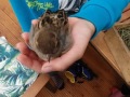 2020_10_29-Spatz-verletzt-02