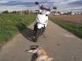 2020_11_01-toter-Fuchs-Kaninchen-01