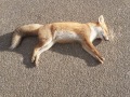 2020_11_01-toter-Fuchs-Kaninchen-02