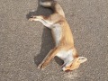 2020_11_01-toter-Fuchs-Kaninchen-03