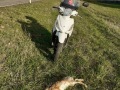 2020_11_01-toter-Fuchs-Kaninchen-04