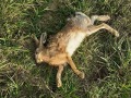 2020_11_01-toter-Fuchs-Kaninchen-05