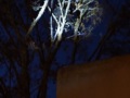 2020_11_15-Huhn-im-Baum-3