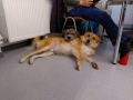 2020_11_21-Erste-Hilfe-Kurs-Hund-1